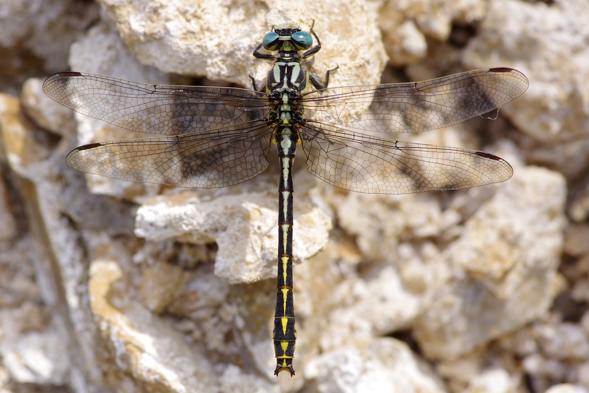 Gomphe de Graslin (crédit photo : D. Alquier)